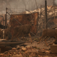 Image for article titled Photos: The lost animals of California’s destructive wildfires